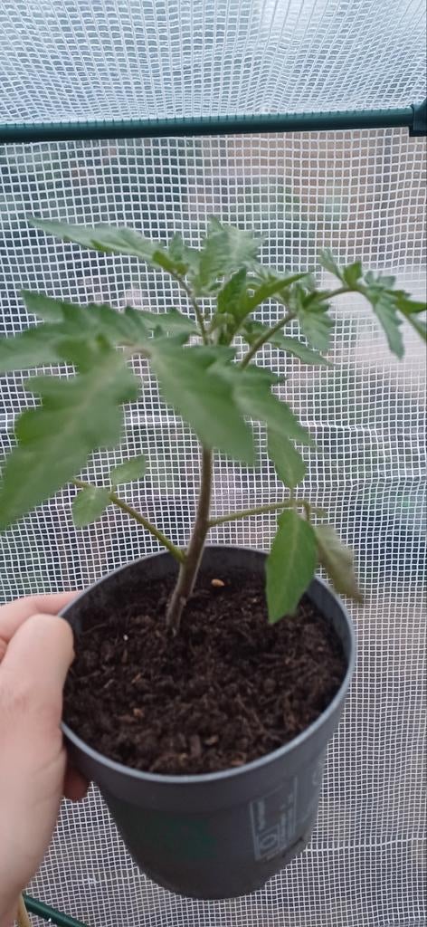 Tomaatplantjes, Volle zon, Eenjarig, Ophalen of Verzenden, Zomer