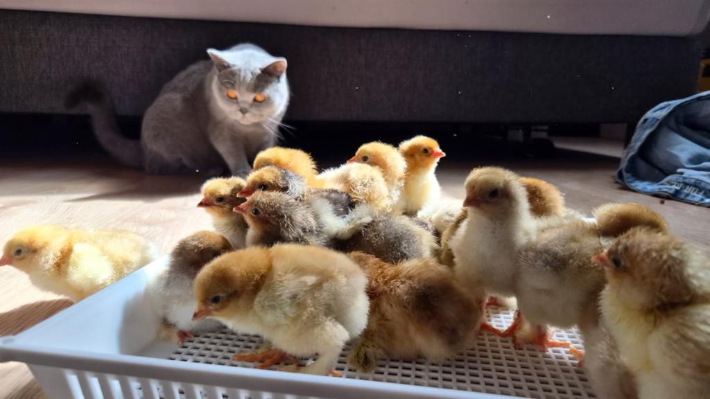 Brahma kuikens & broed eieren, Dieren en Toebehoren, Pluimvee, Kip, Geslacht onbekend