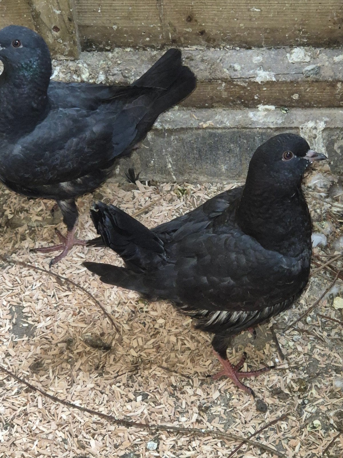 Duirse modena, Dieren en Toebehoren, Vogels | Duiven, Meerdere dieren, Postduif