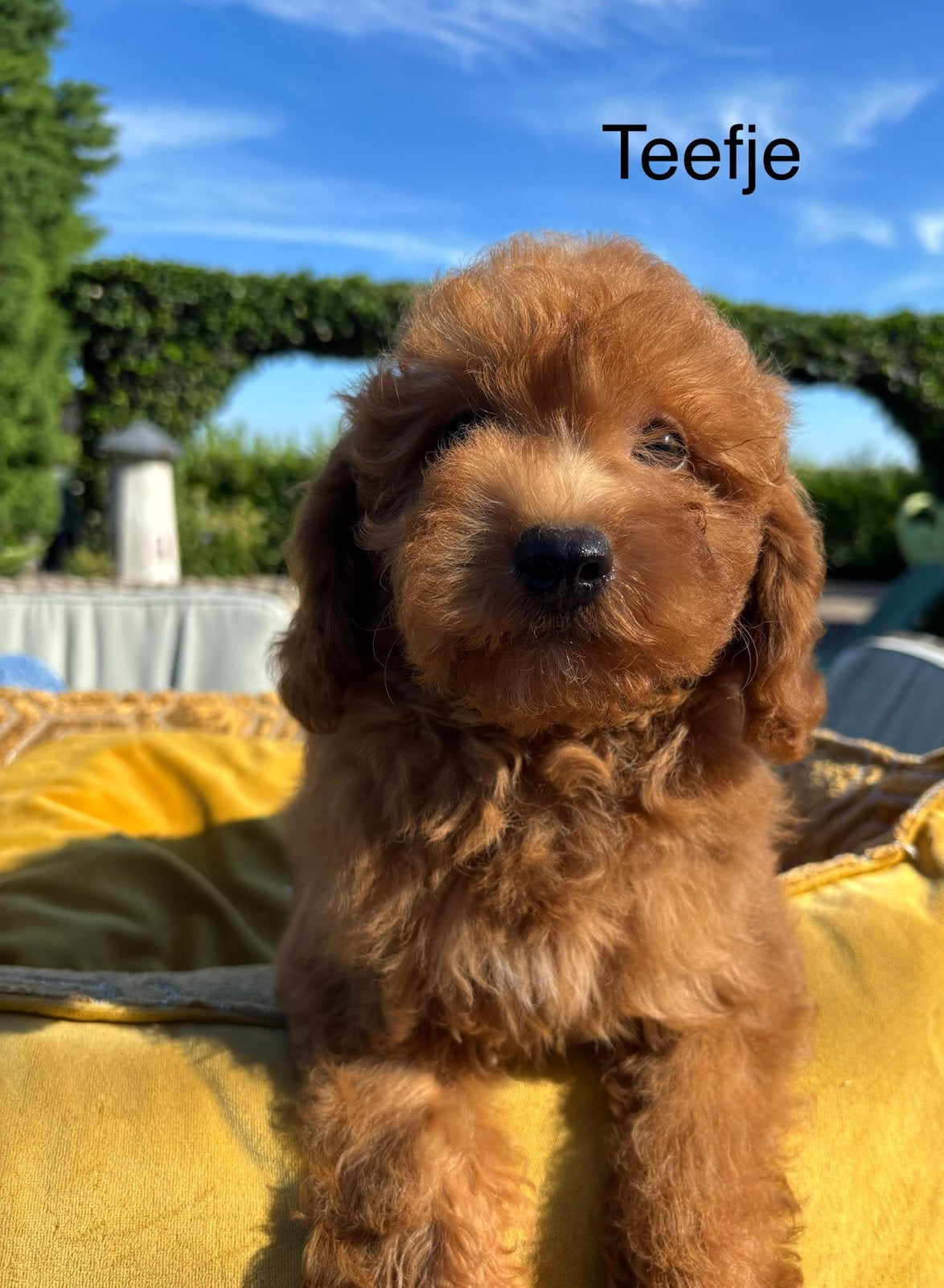 Labradoodle mini pups, Dieren en Toebehoren, Nederland, Overige rassen, 8 tot 15 weken, Meerdere
