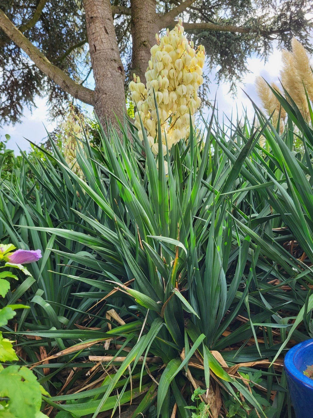 Yucca planten met bloemstengels, Volle zon, Vaste plant, Zomer, Ophalen
