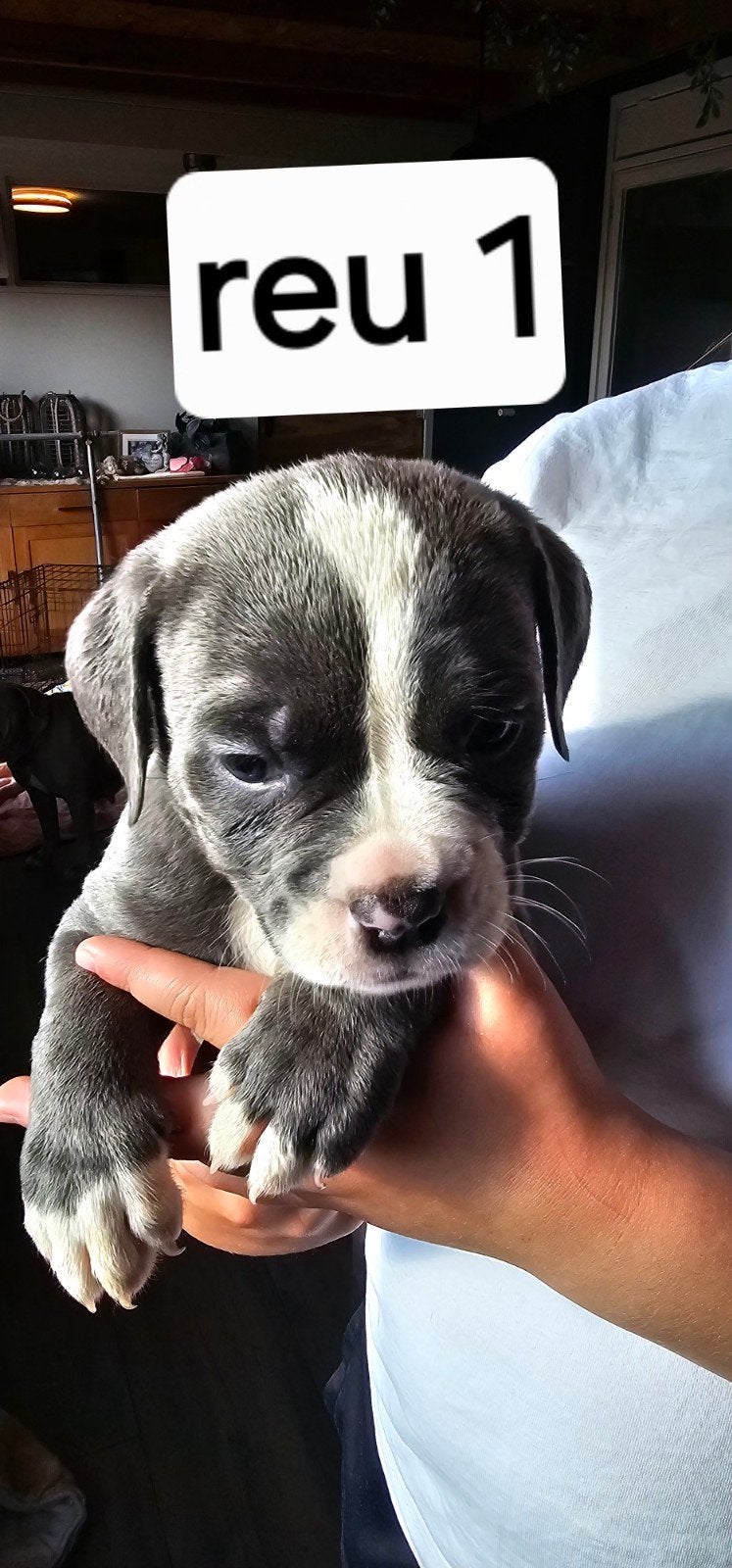 Old English Bulldog pups, Dieren en Toebehoren, Honden | Bulldogs, Pinschers en Molossers, Meerdere dieren, Bulldog, Particulier