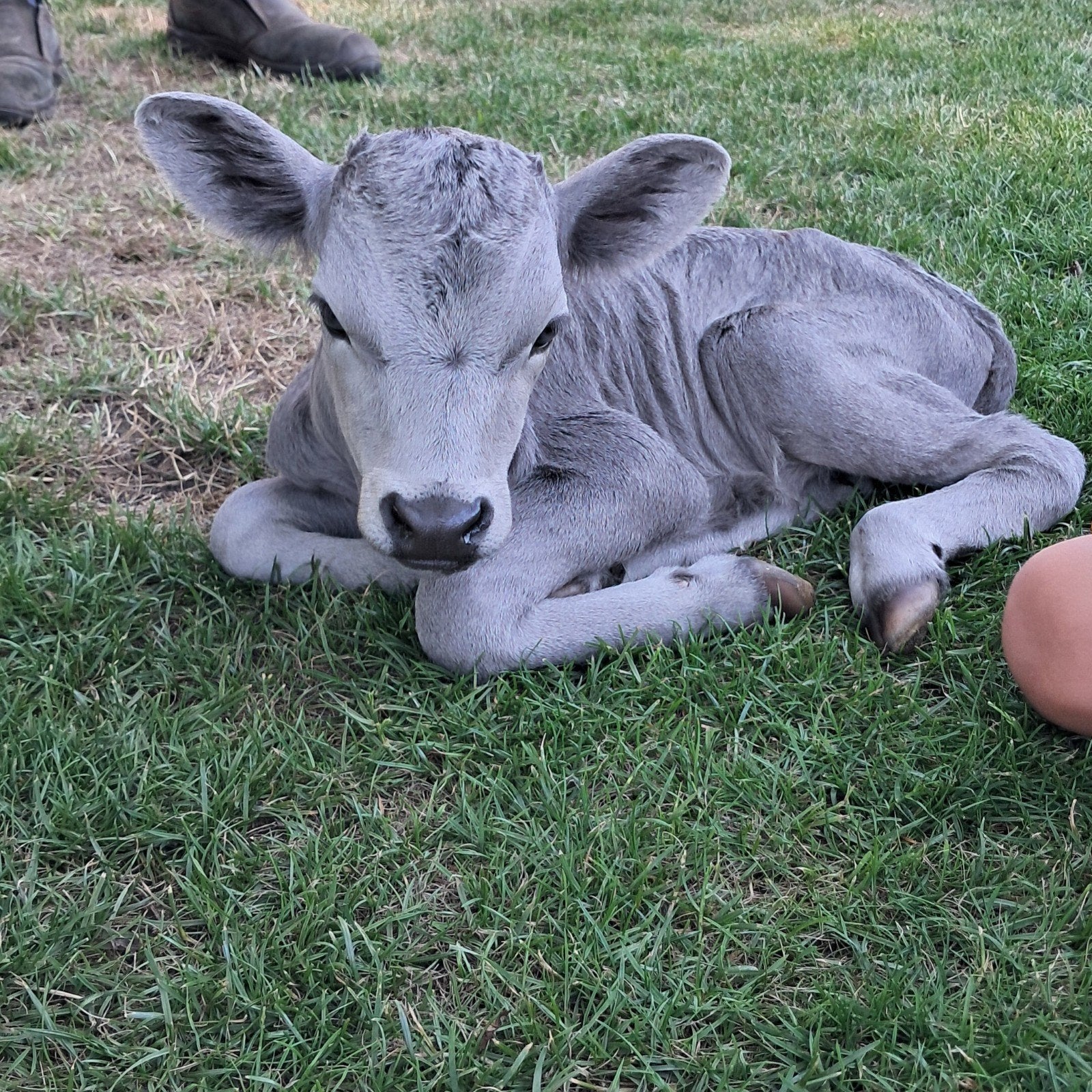 Dahomey koe, kalf en stier, Dieren en Toebehoren, Meerdere dieren