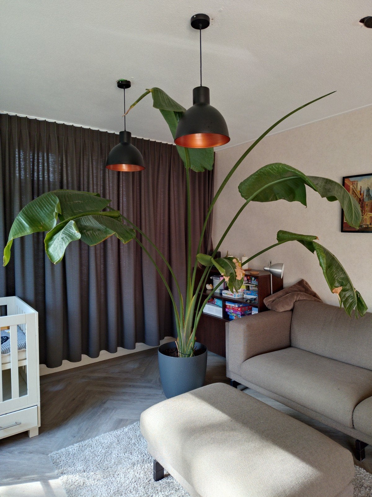 Strelitzia paradijsvogel plant groot 2,5m hoog, Ophalen, 200 cm of meer, Overige soorten, In pot
