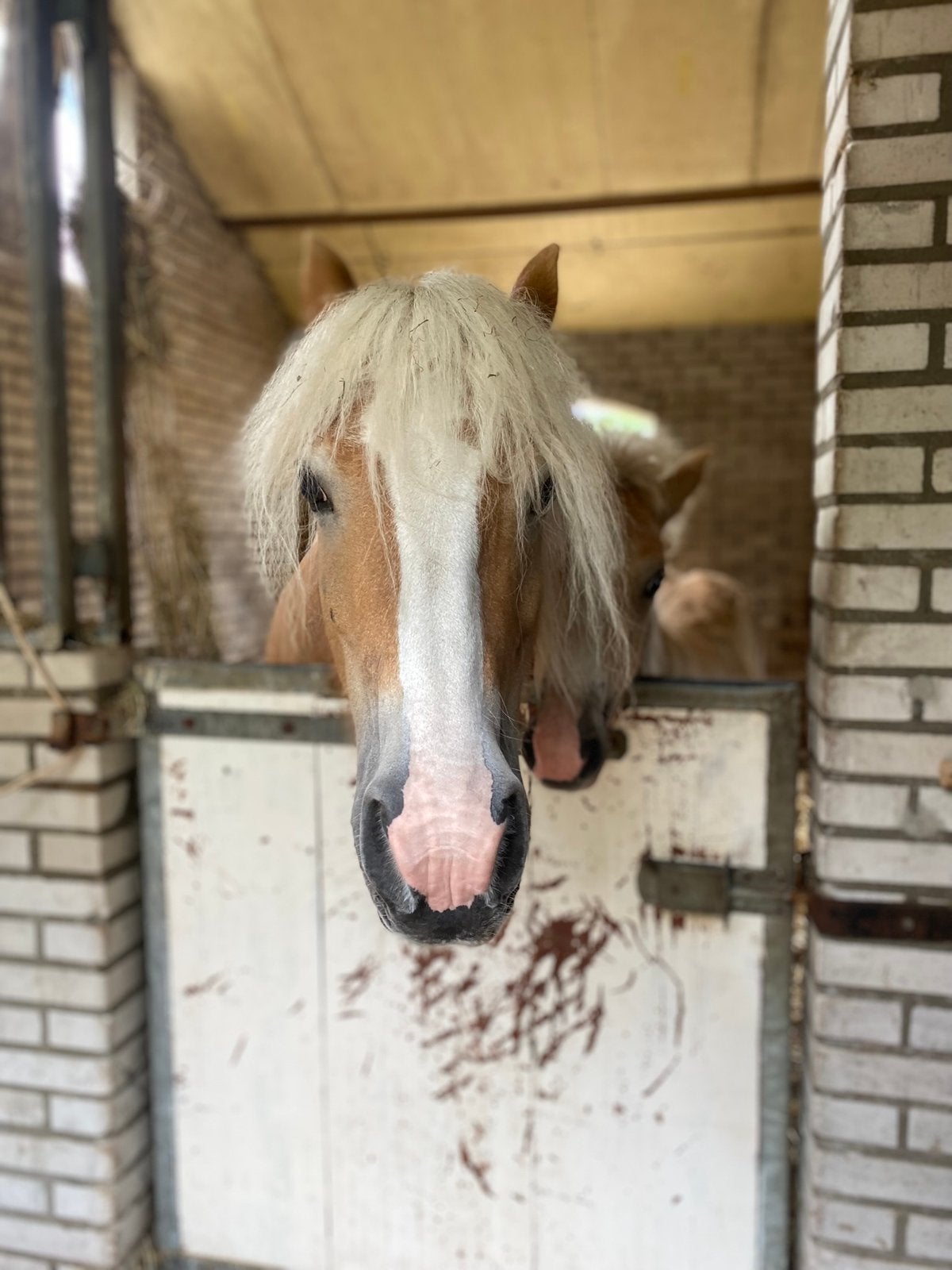 Stalling, Weidegang, 1 paard of pony