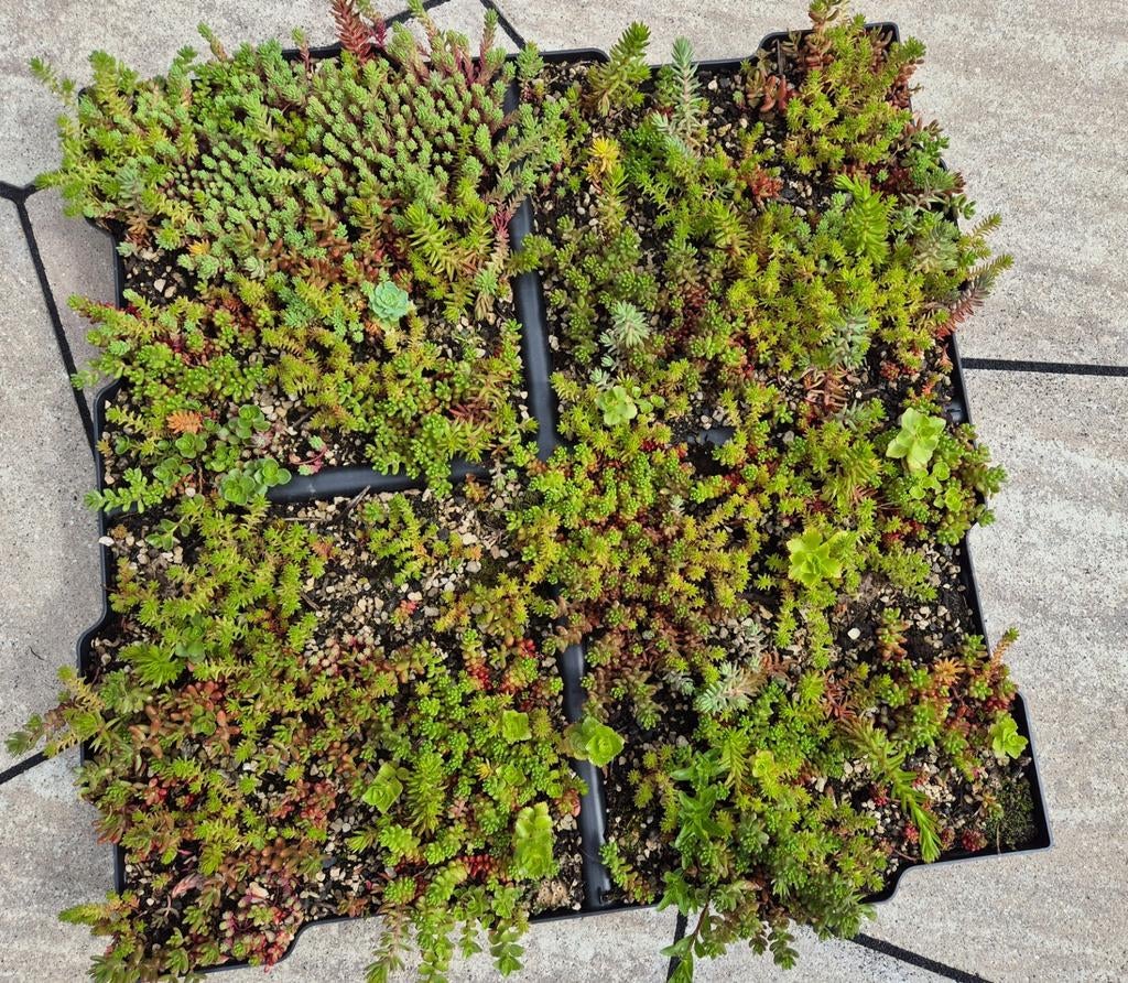 Sedum cassettes voor groendak of bodembedekking, Ophalen, Bodembedekkers, Volle zon, Vaste plant