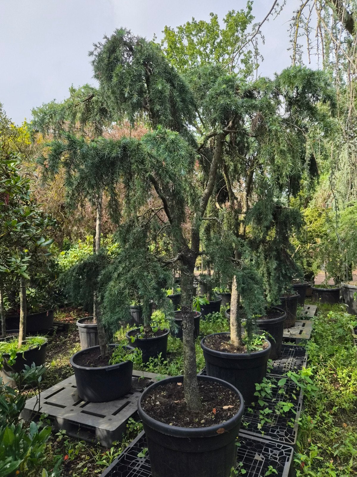 Cedrus Deodara 'Feelin' Blue' - Blauwe Treurceder, Bloeit niet, Treurboom, 250 tot 400 cm, Ophalen