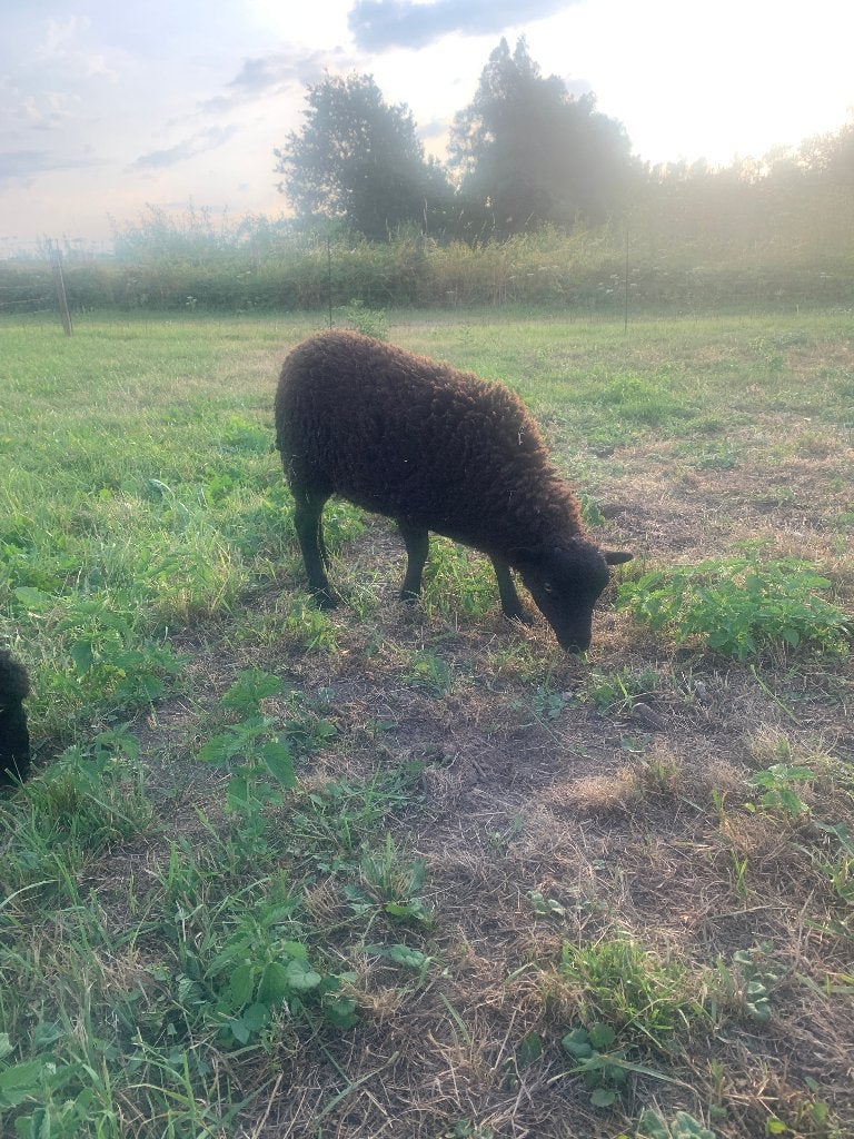 Mooi zwart Ouessant ooilam, Dieren en Toebehoren, Vrouwelijk, Schaap, 0 tot 2 jaar