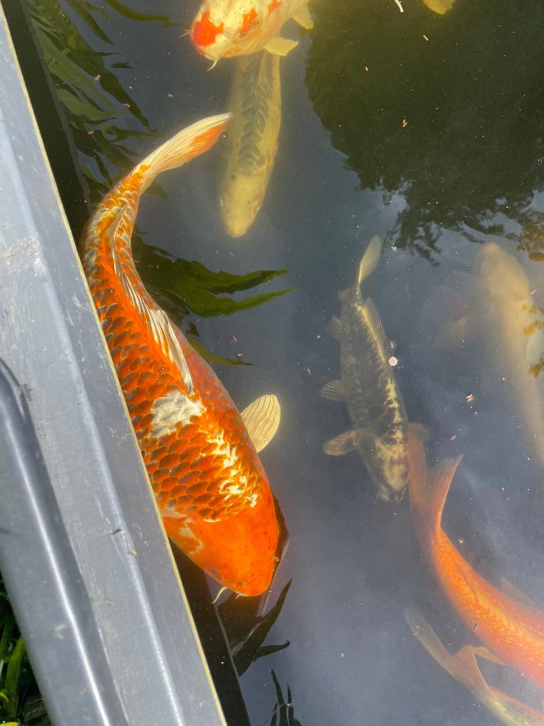 Aka Matsuba Japanse koi, Dieren en Toebehoren, Karper of Koi
