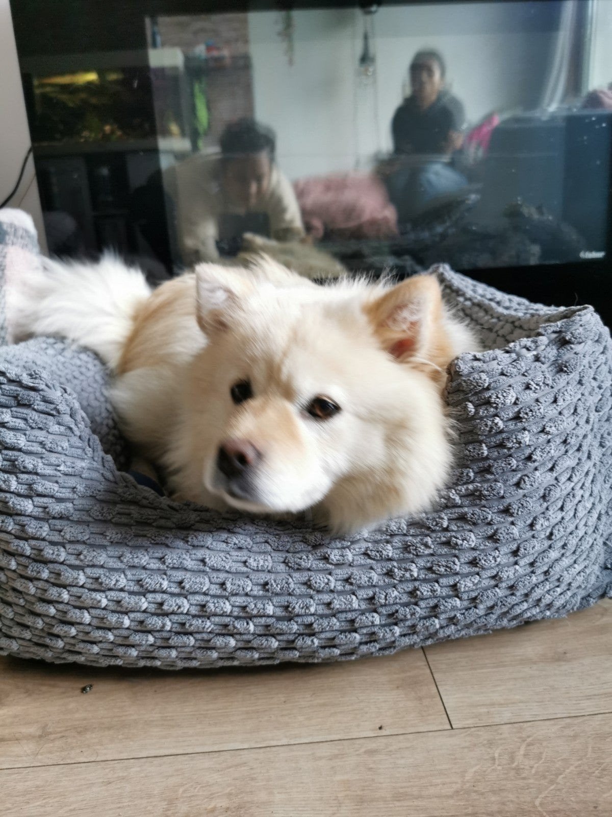 Opvang kleine/middelgrote hond aangeboden. Vakantieopvang, Ophalen