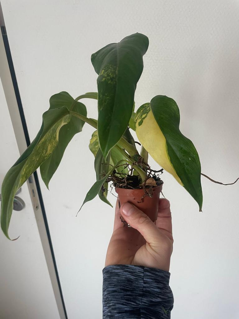 Philodendron Domesticum Variegata - Zeldzame Kamerplant, Vaste plant, Bloeit niet, Halfschaduw, Ophalen