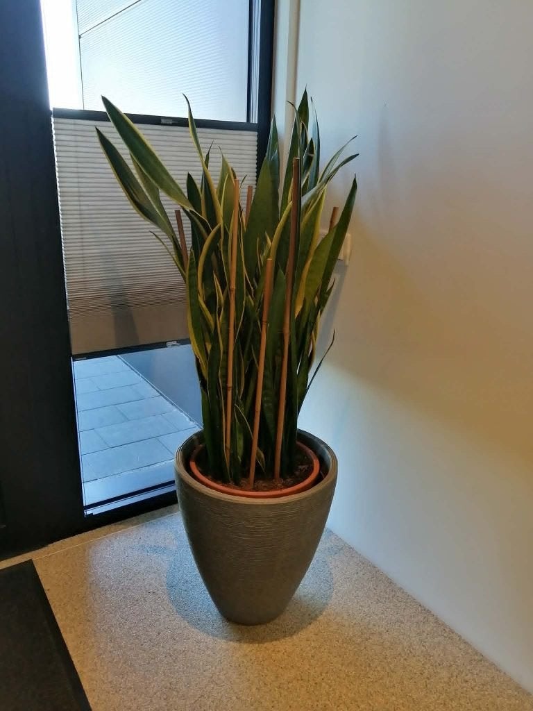 Sanseveria vrouwentong, Ophalen, 100 tot 150 cm, Overige soorten, Halfschaduw