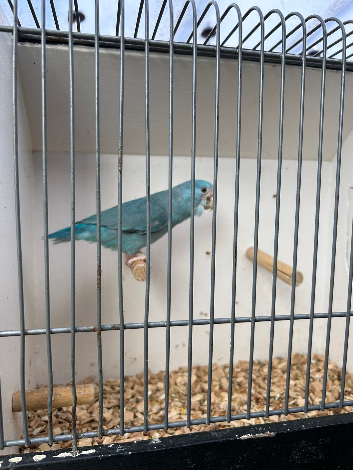 Forpus blauw kweekpop, tegen elk bod!, Dieren en Toebehoren, Vrouwelijk, Parkiet