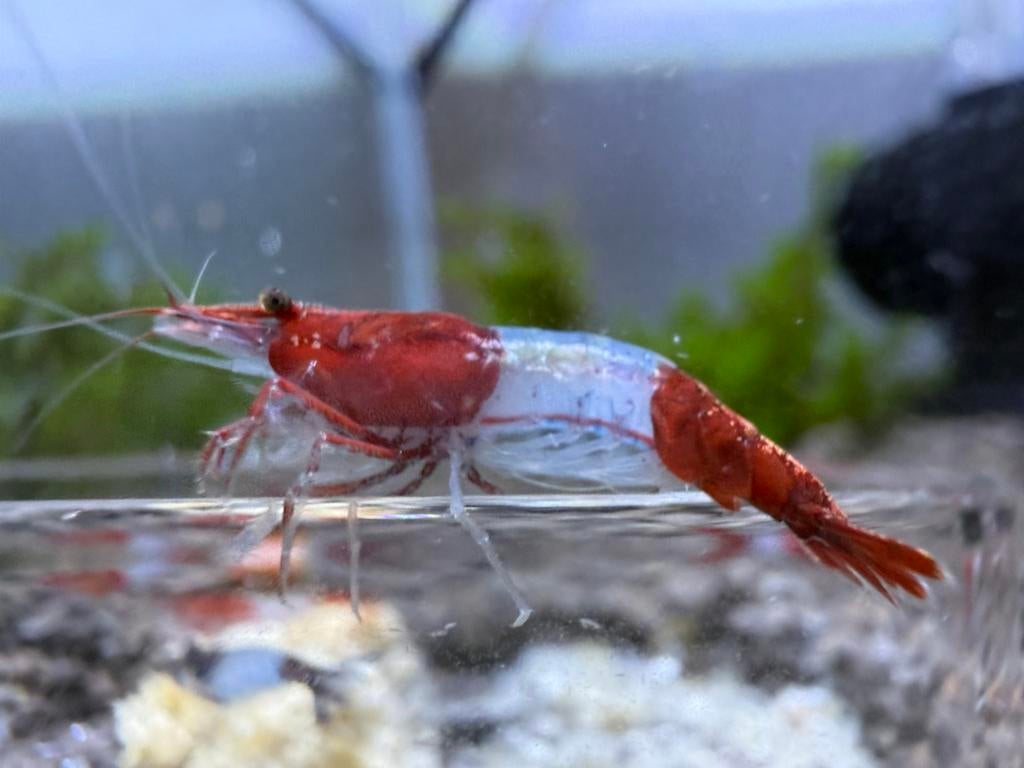 Red Rili Garnalen, Dieren en Toebehoren, Vissen | Aquariumvissen, Kreeft, Krab of Garnaal