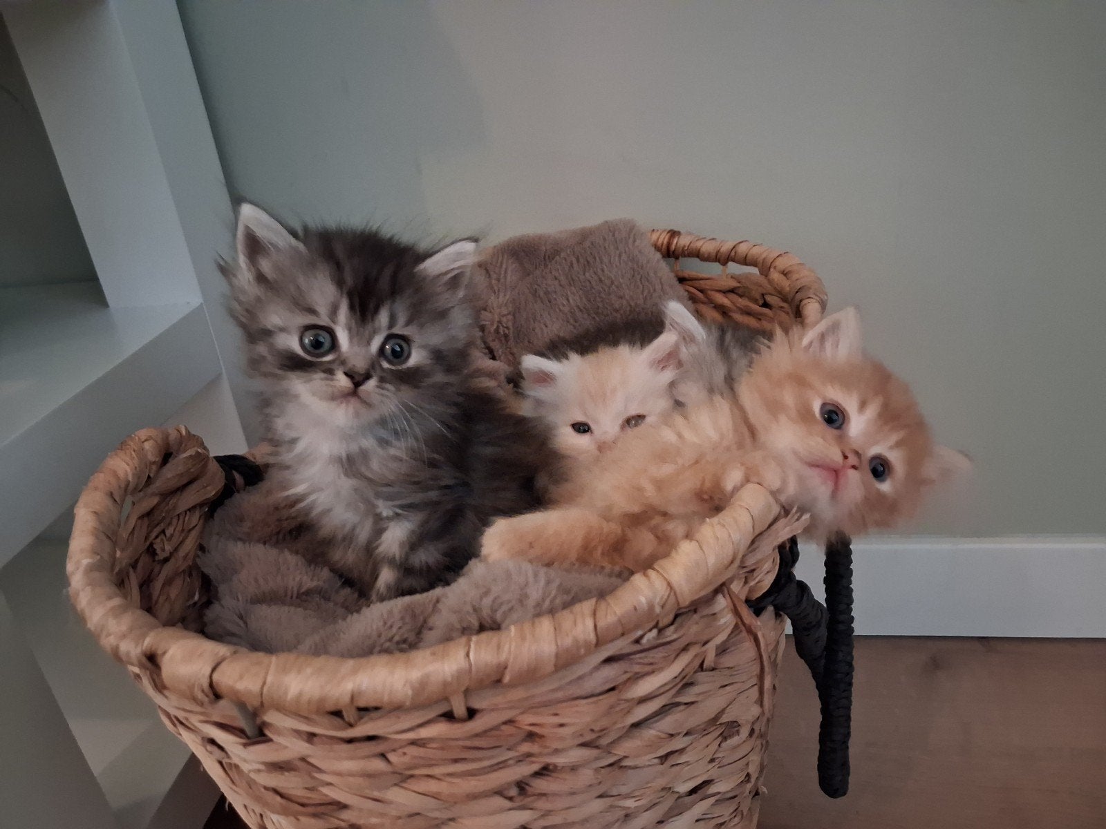 Kruising perzische kittens, Kater, Ontwormd, 0 tot 2 jaar