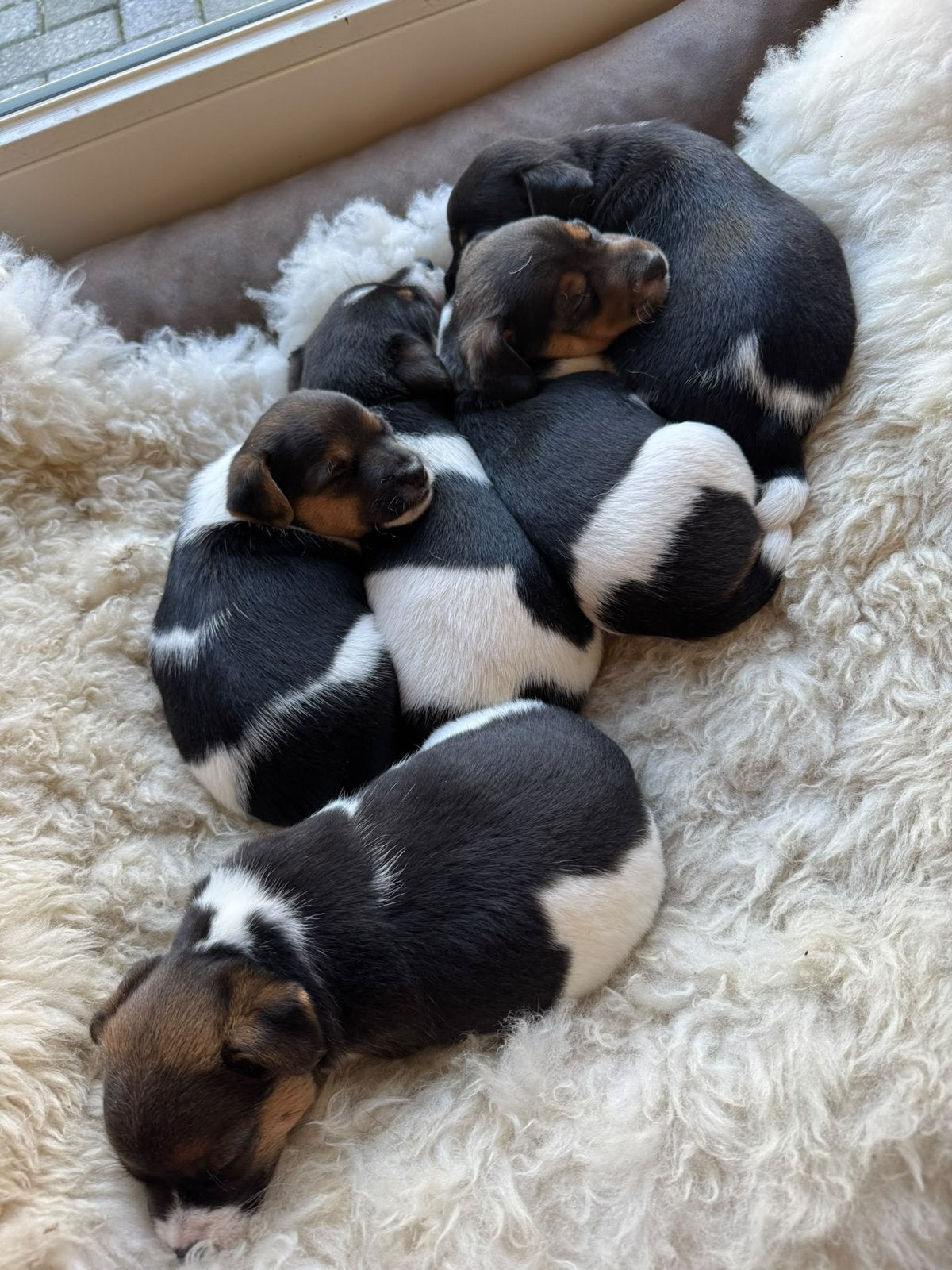 Jack russel pups, Dieren en Toebehoren, Jack Russell Terriër, 8 tot 15 weken, Teef, Meerdere