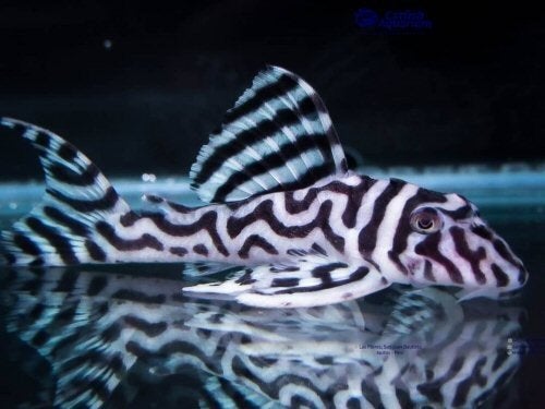 gezocht l173 pleco, Dieren en Toebehoren, Vis