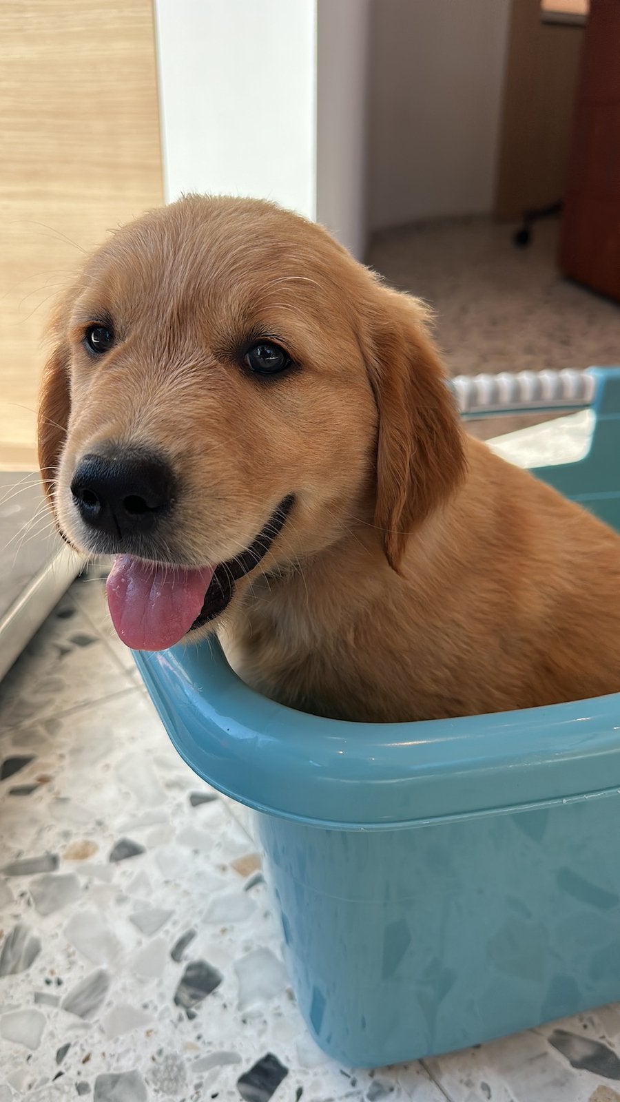 Golden retriever pups - allemaal gereserveerd, Dieren en Toebehoren, Golden retriever, België, Particulier, Meerdere