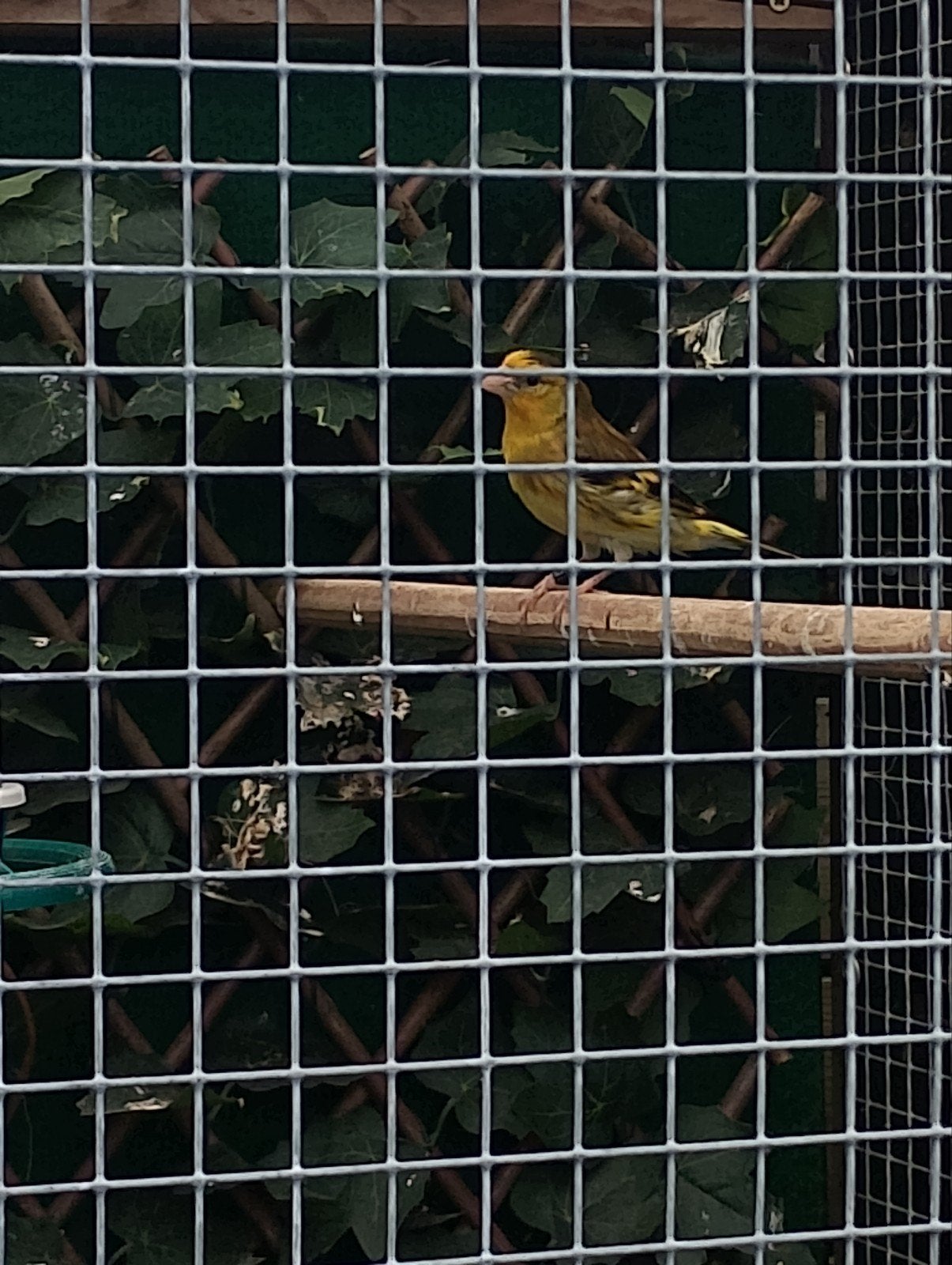bastaard putter, Dieren en Toebehoren, Vogels | Overige Vogels, Mannelijk, Wildzangvogel, Geringd
