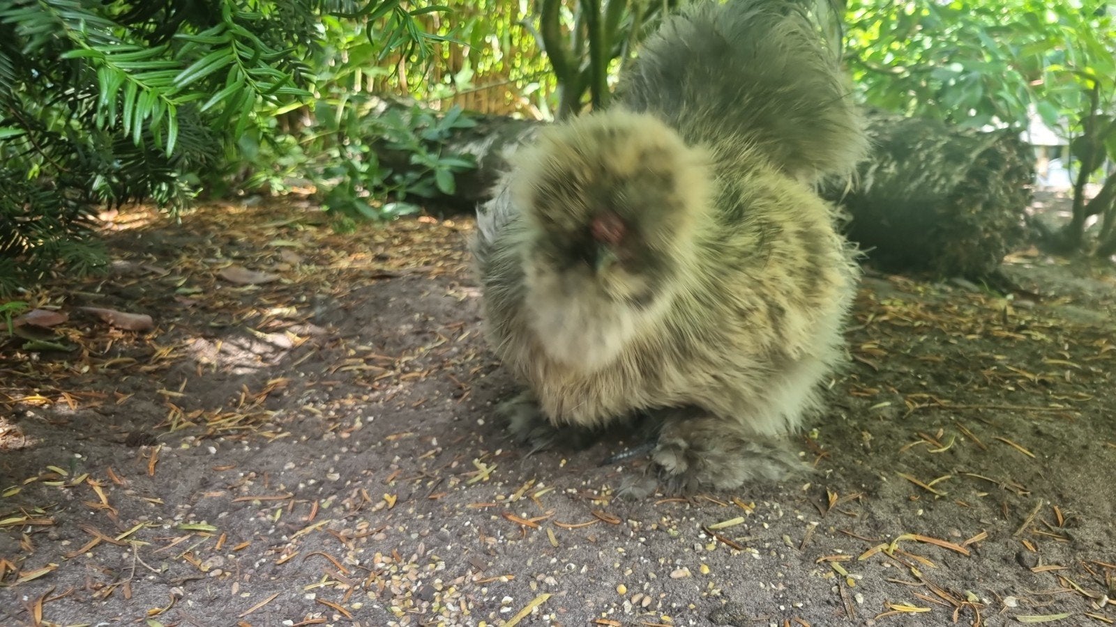 Gratis USA Silkie zijdehoen haantje, Mannelijk, Kip