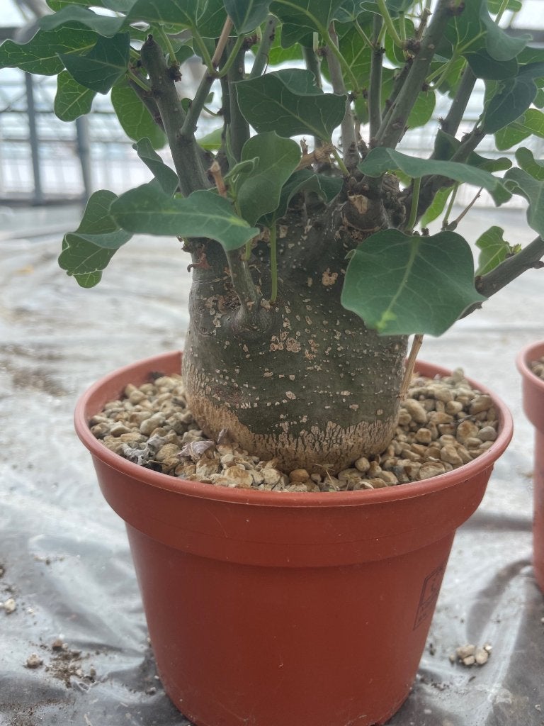 Caudex Adenia Spinosa uit Zuid Afrika 15cm pot., Overige soorten, Ophalen of Verzenden, In pot, Minder dan 100 cm