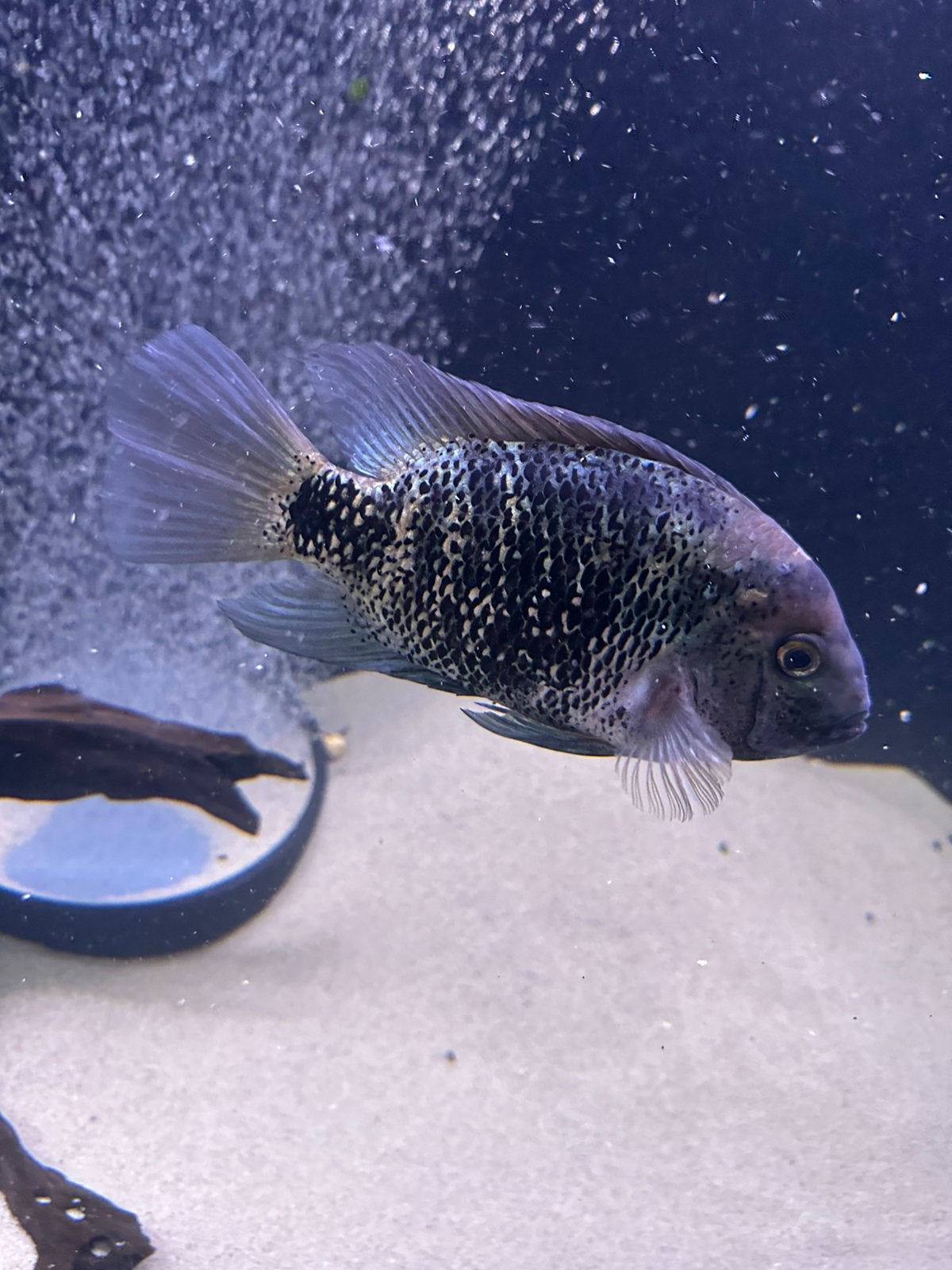Heterospila oscura, Dieren en Toebehoren, Vis