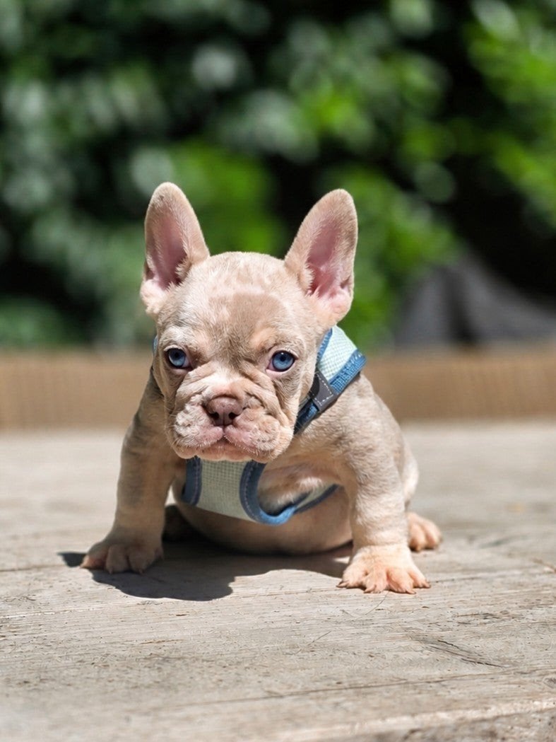 Franse bulldog pups (uniek!)Laatste pup reutje, België, Fokker | Hobbymatig, 8 tot 15 weken, Parvo