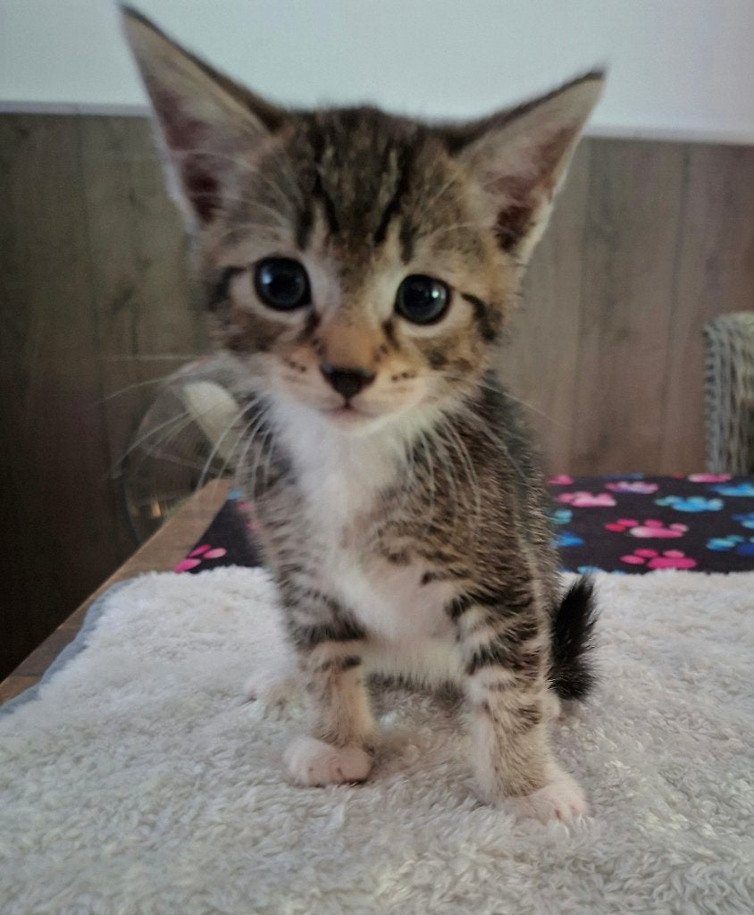 Lieve huiselijke kittens, Dieren en Toebehoren, Katten en Kittens | Overige Katten, Meerdere dieren, Kortharig, 0 tot 2 jaar