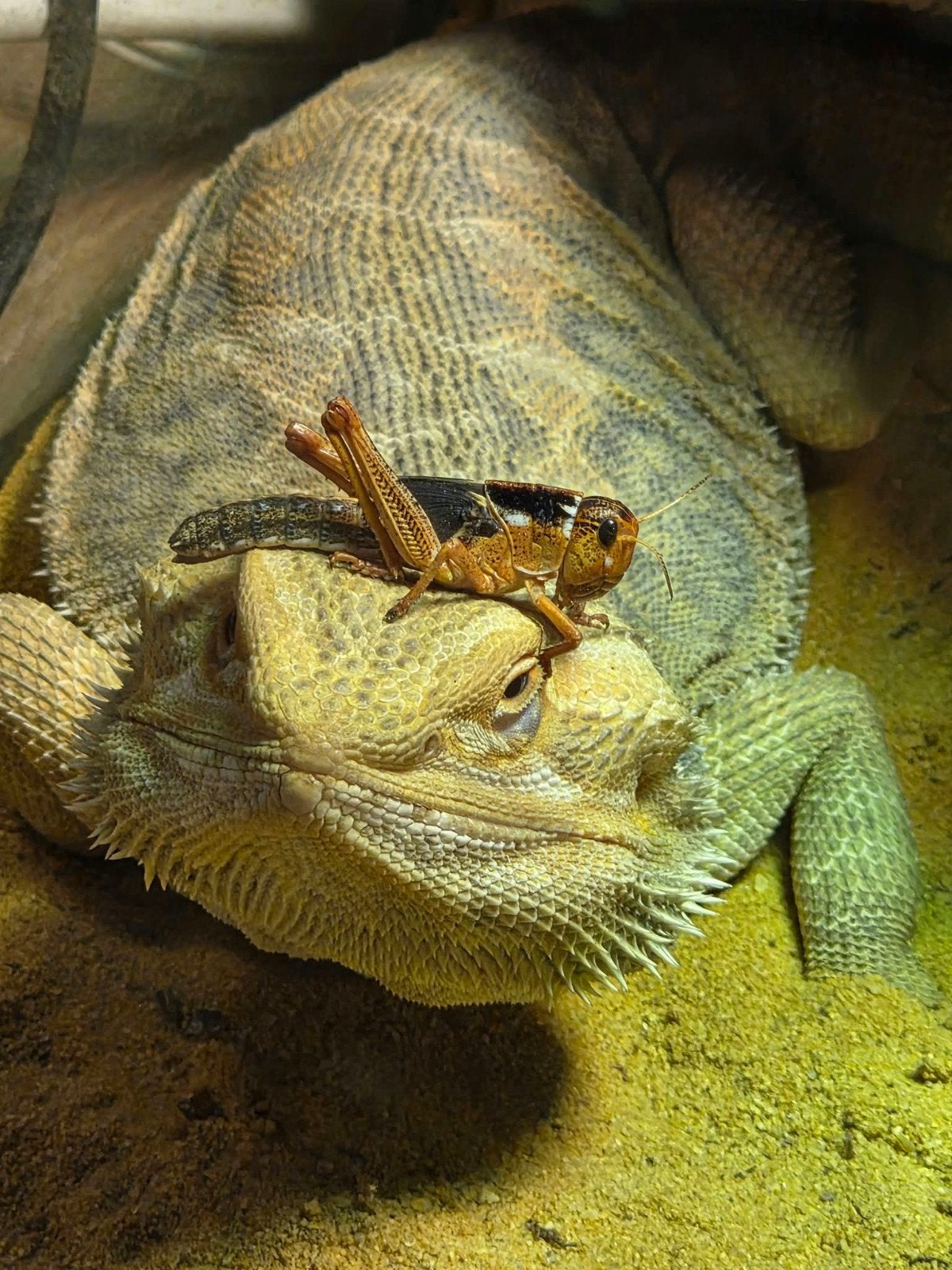 Leatherback baardagaam Bearded Dragon photo 4