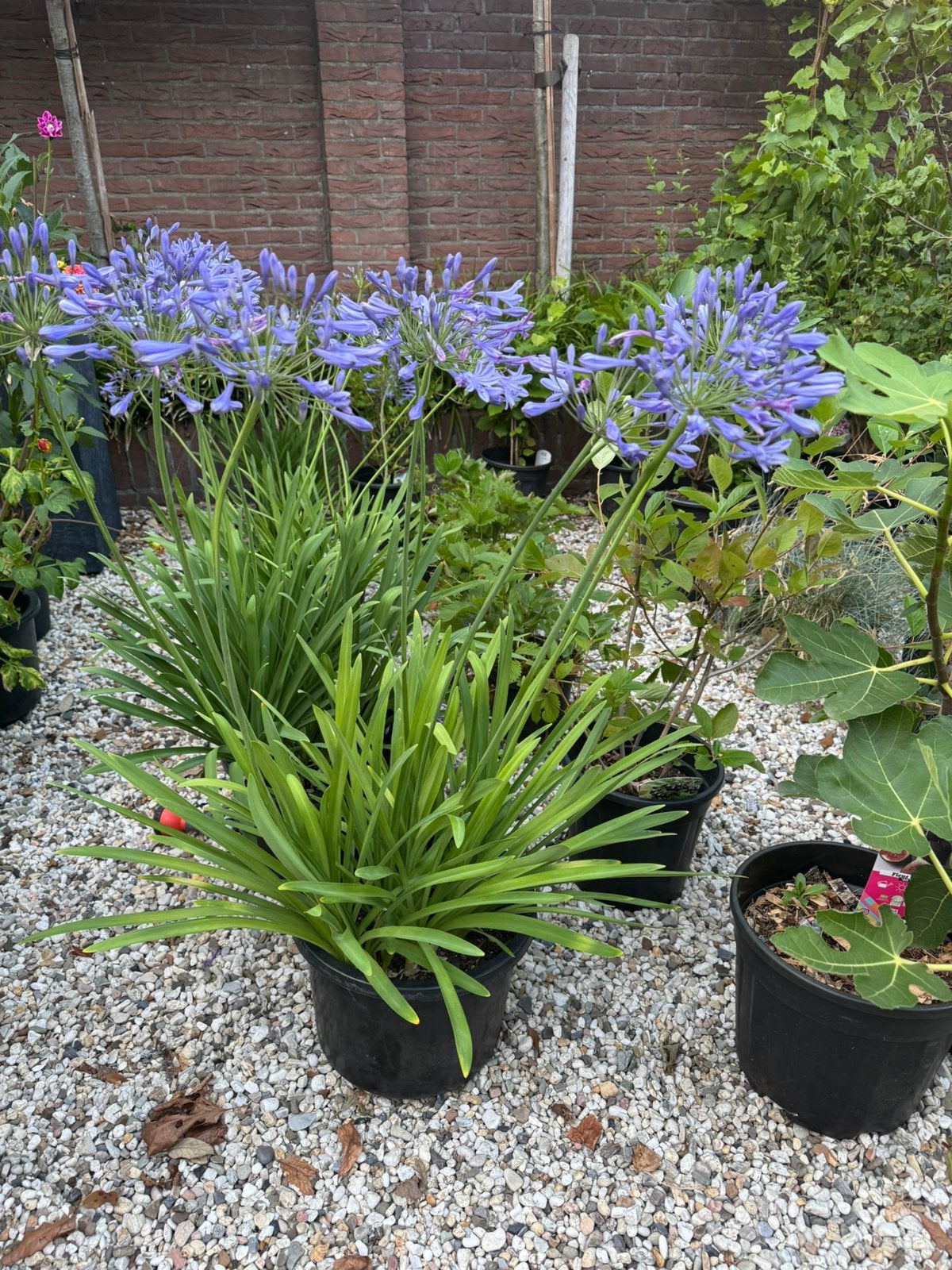 Prachtige grote potten achapanthus, afrikaanse lelie, blauw., Ophalen, Overige soorten, Volle zon