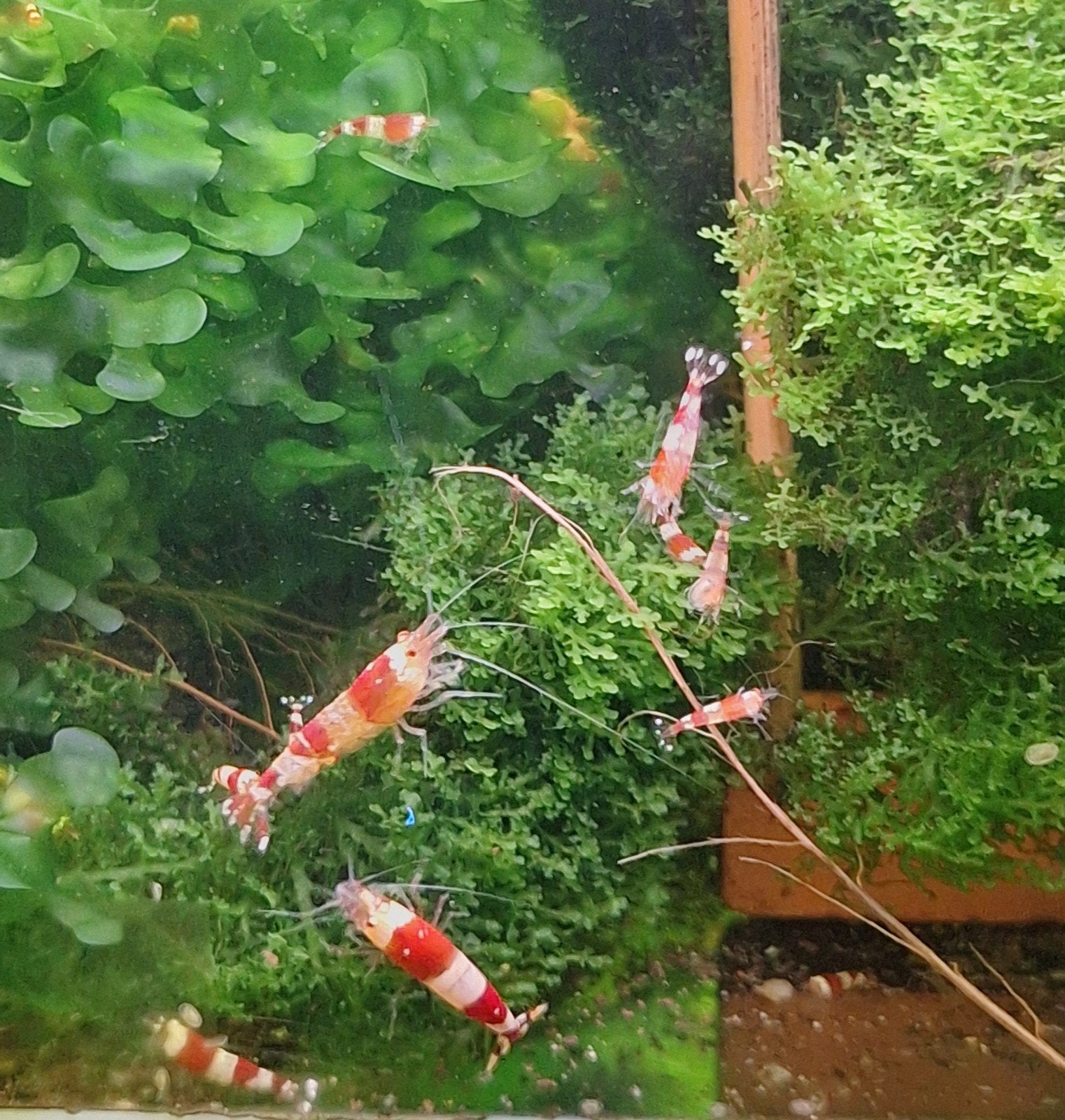 Crystal Red Garnalen (Ideaal voor beginners!), Dieren en Toebehoren, Kreeft, Krab of Garnaal, Zoetwatervis