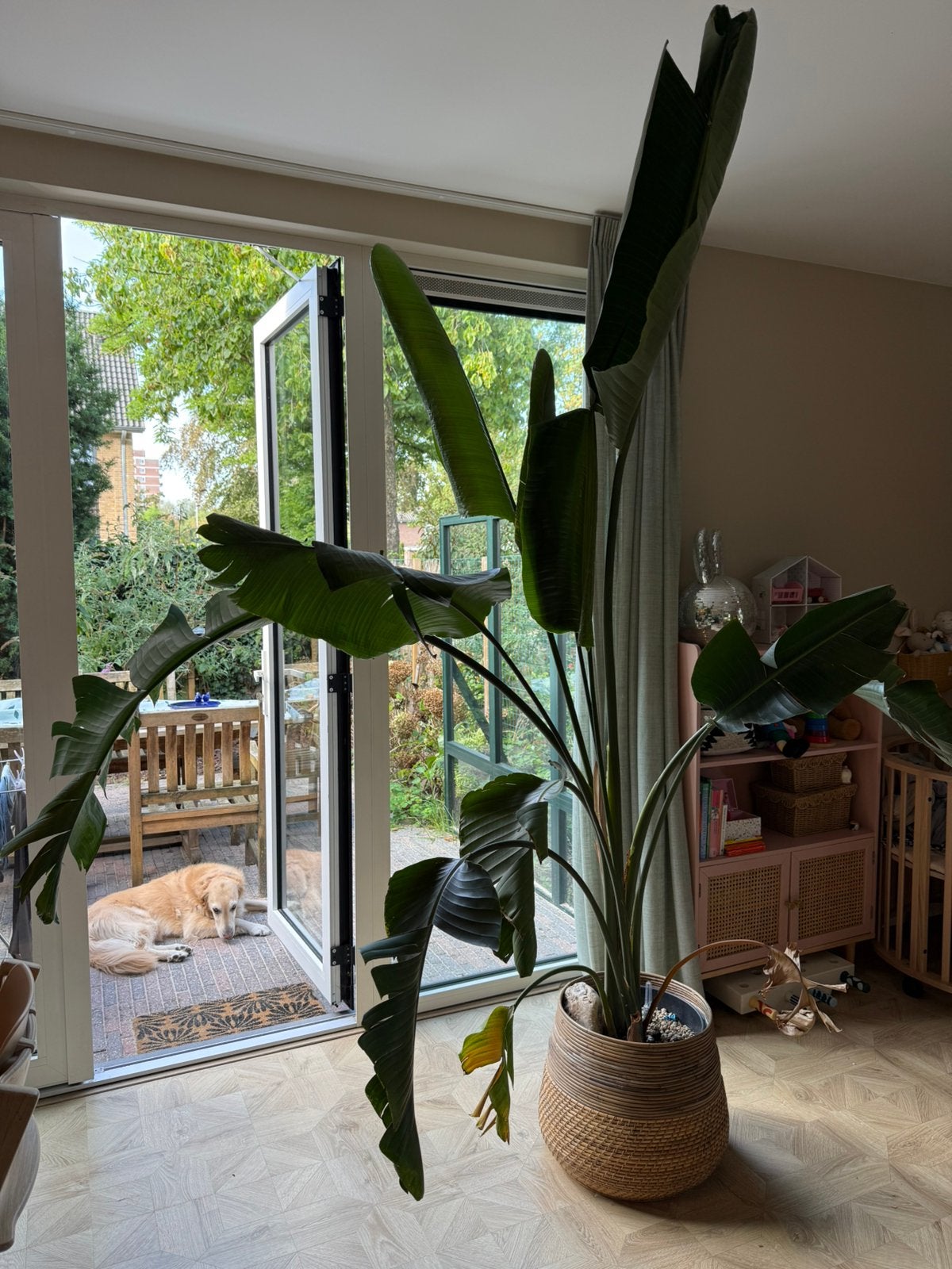 Strelitzia plant, Huis en Inrichting, Kamerplanten, Ophalen, 200 cm of meer, Overige soorten, Halfschaduw