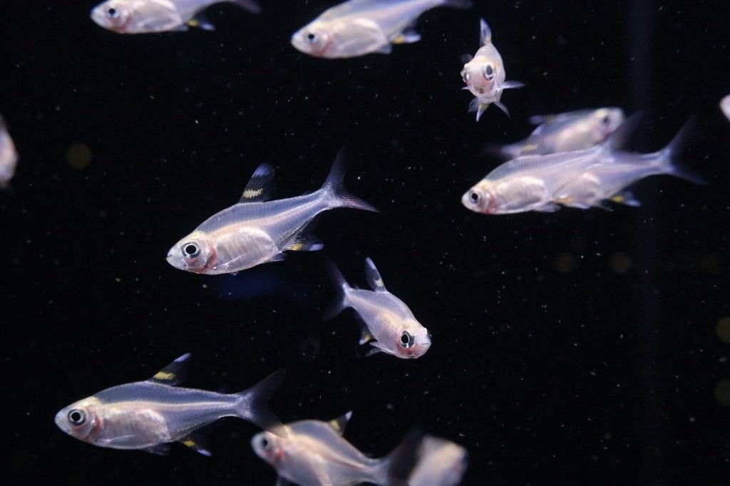 Pristella tetra - Pristella maxillaris, Dieren en Toebehoren, Vis, Zoetwatervis