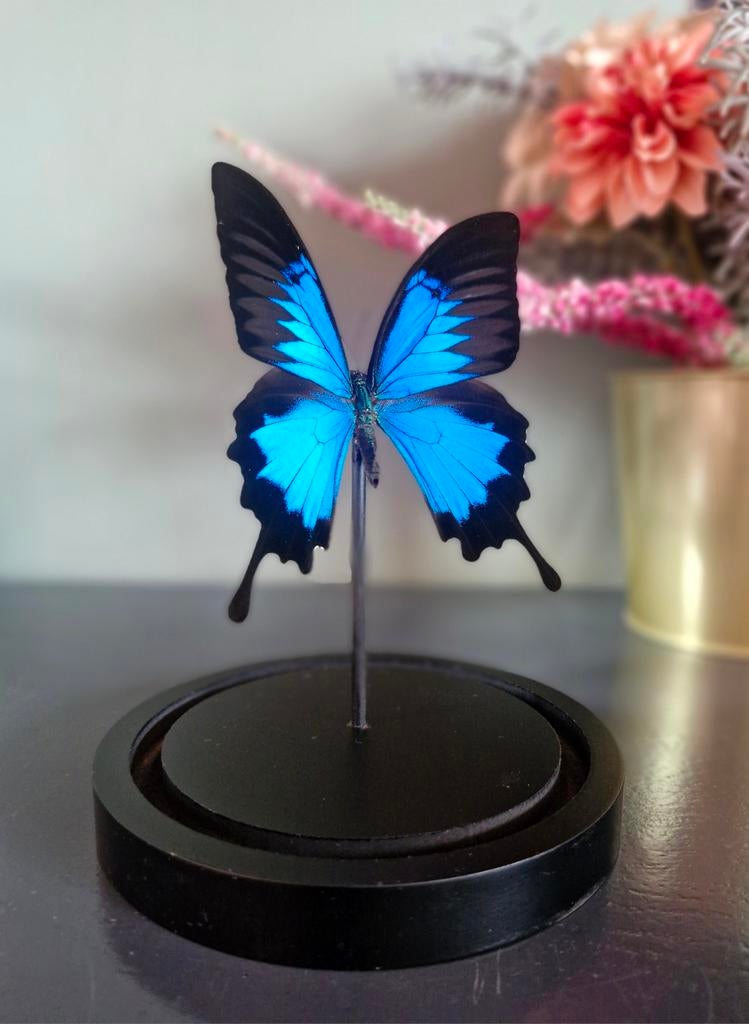 Opgezette vlinder,  stolp,  taxidermie, Ophalen of Verzenden, Nieuw, Insect, Opgezet dier
