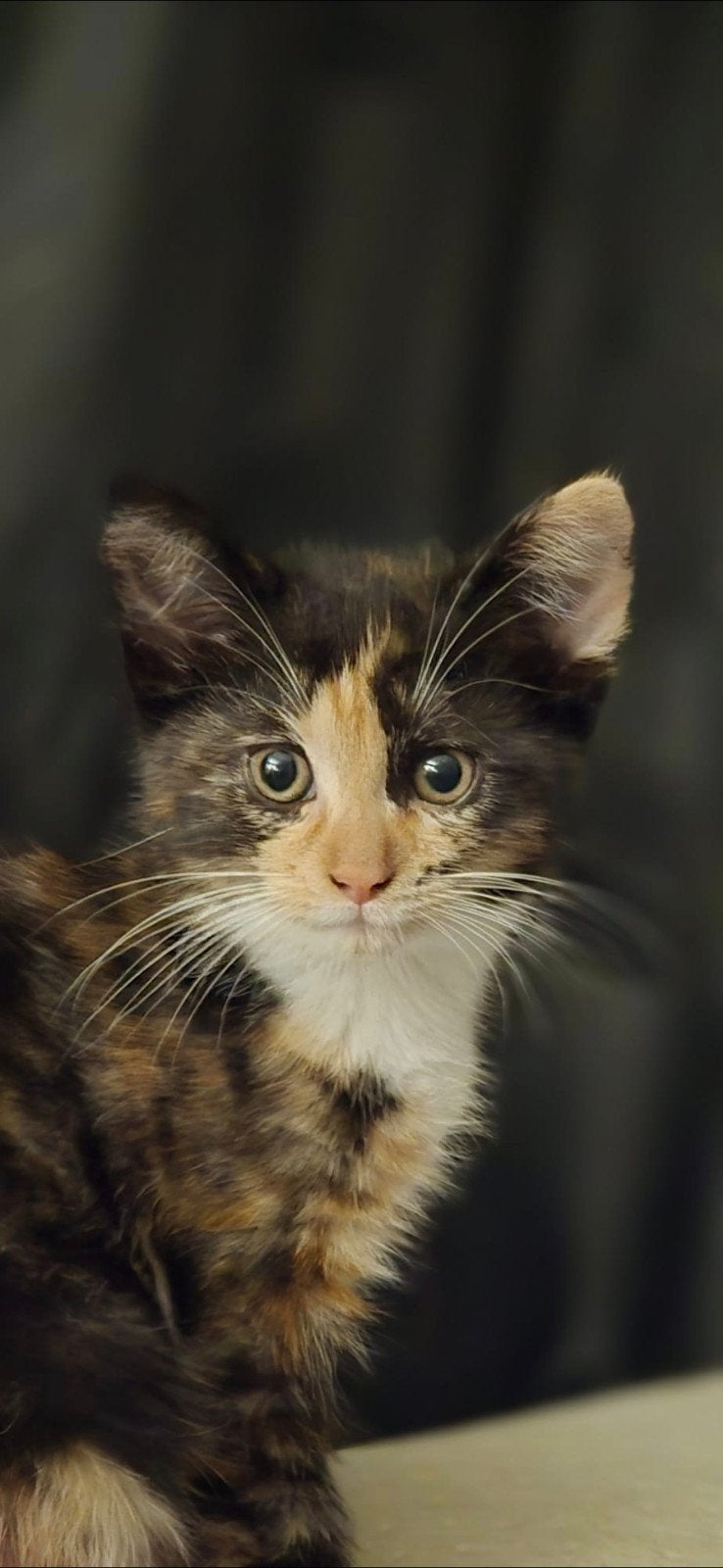 kittens Europese korthaar / lapje, Meerdere dieren, Kortharig, 0 tot 2 jaar