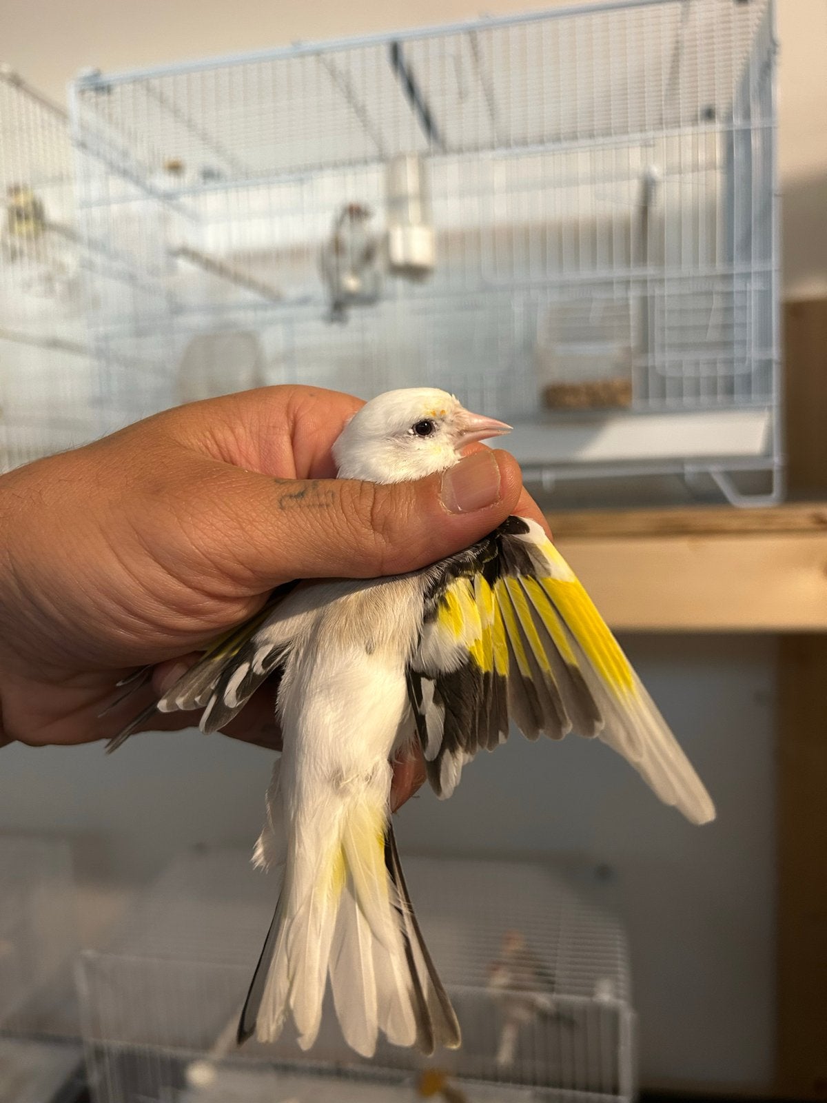 putters man 2025, Dieren en Toebehoren, Mannelijk, Wildzangvogel