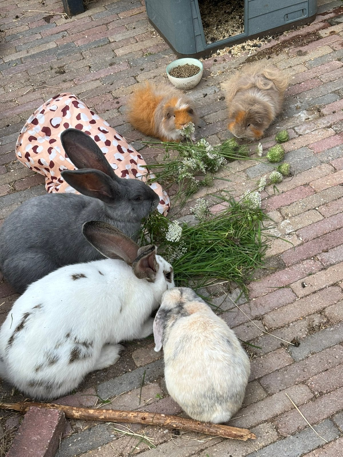 Gezocht twee jonge beertjes, Dieren en Toebehoren, Mannelijk, Dwerg