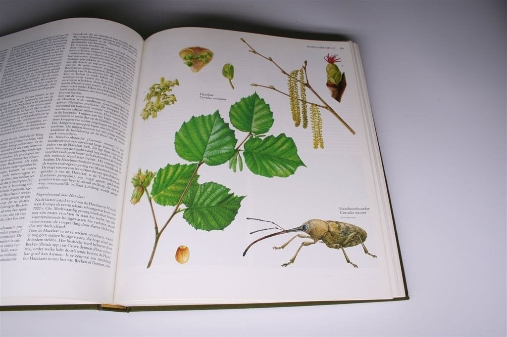 Nederlandse Oecologische Flora — 4 Delen — Rijk geïllustreer, Boeken, Natuur, Ophalen of Verzenden, Gelezen, Bloemen, Planten en Bomen