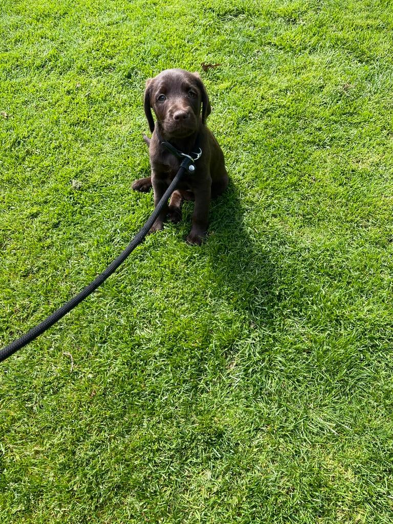 Te koop: Labradoodle pups, Dieren en Toebehoren, Honden | Niet-rashonden, Parvo, 8 tot 15 weken, Meerdere, Meerdere dieren
