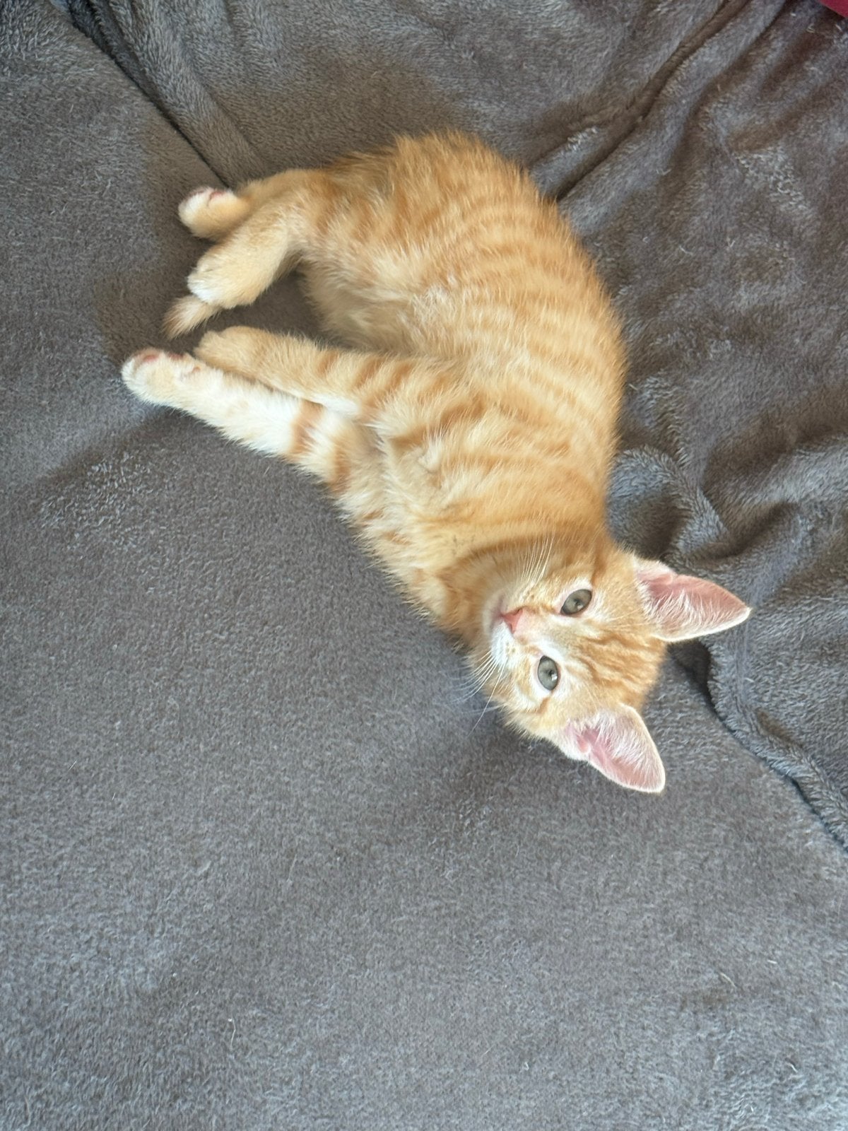 4 Lieve Rode Poezenkittens zoeken een Gouden Mandje 🐾, Dieren en Toebehoren, Poes, Kortharig, 0 tot 2 jaar