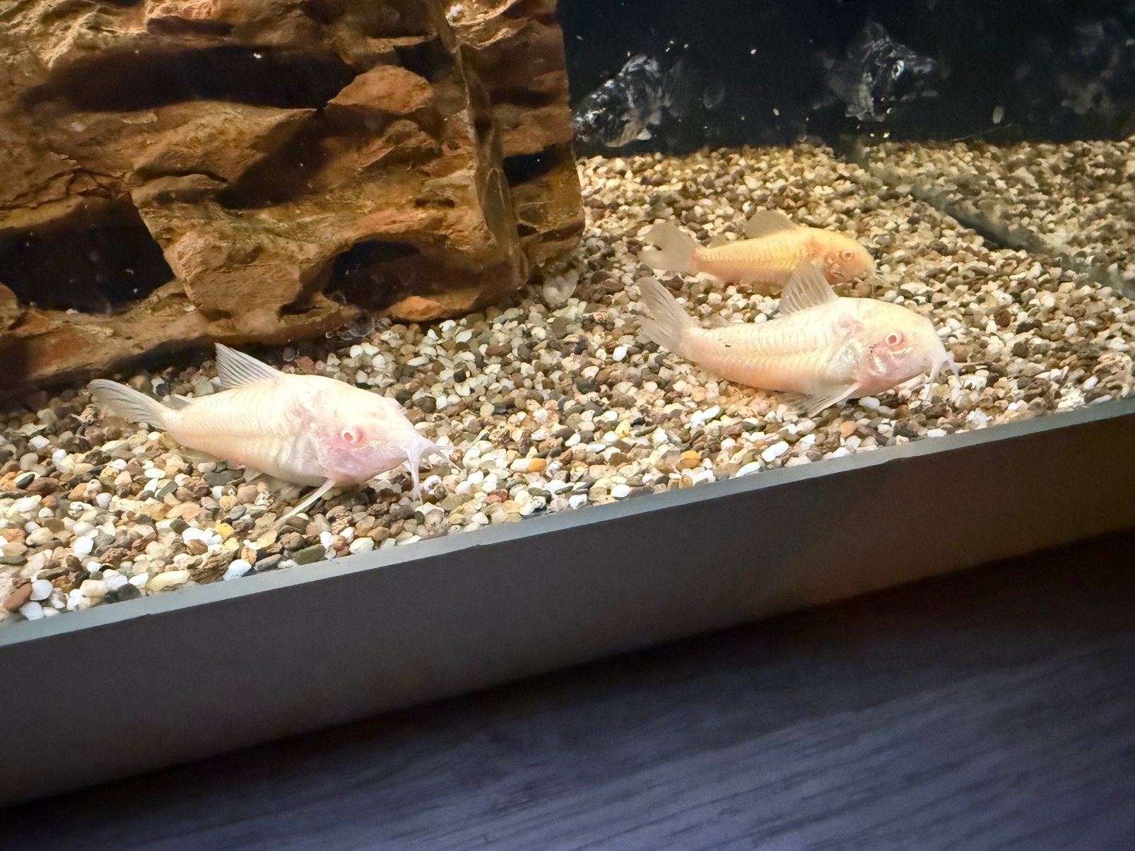 Corydoras Aeneus/Albino kweekgroepje, Dieren en Toebehoren, Vissen | Aquariumvissen, Vis