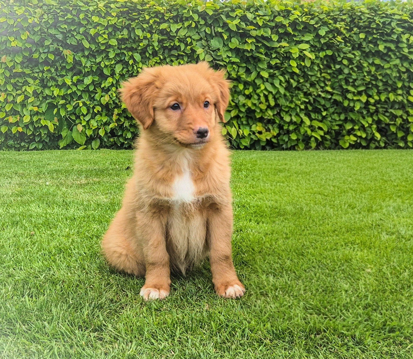 Super lief, enthousiast Toller teefje zoekt een nieuw thuis, Parvo, Overige rassen, 8 tot 15 weken, Teef