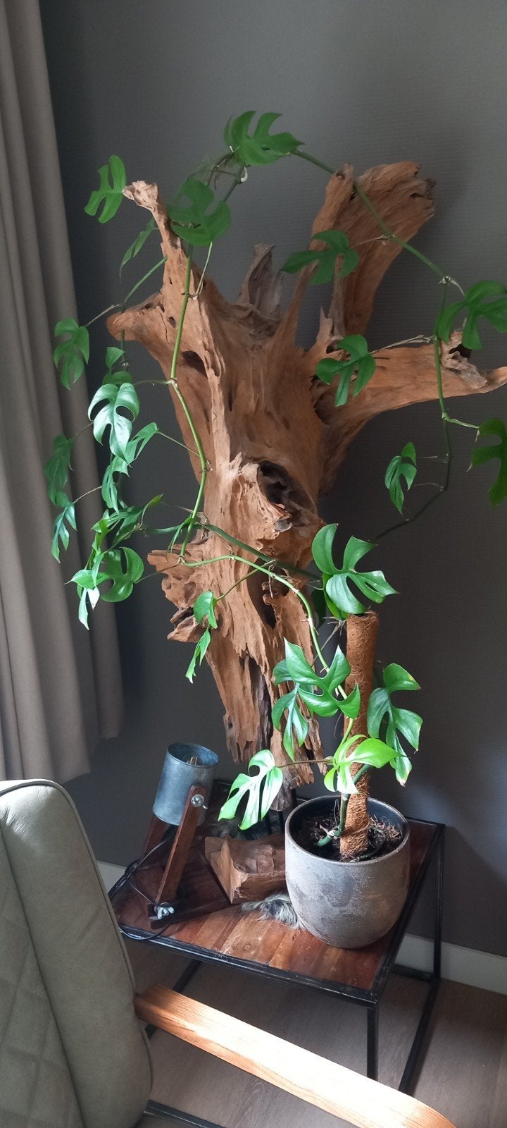 Monstera minima, Huis en Inrichting, Kamerplanten, Ophalen, 100 tot 150 cm, Overige soorten, Halfschaduw