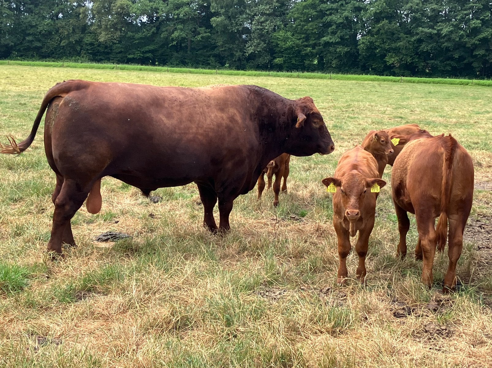 Red Angus dekstier, Ophalen of Verzenden, Zo goed als nieuw
