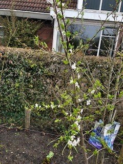 Pruim diverse rassen, Lente, Volle zon, In pot, Ophalen of Verzenden