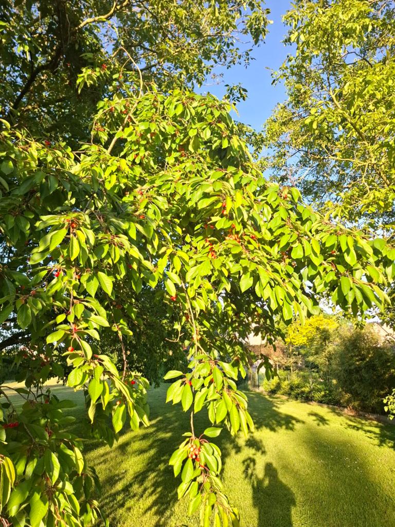 Kersenboom met rijpe kersen, Ophalen of Verzenden, Lente