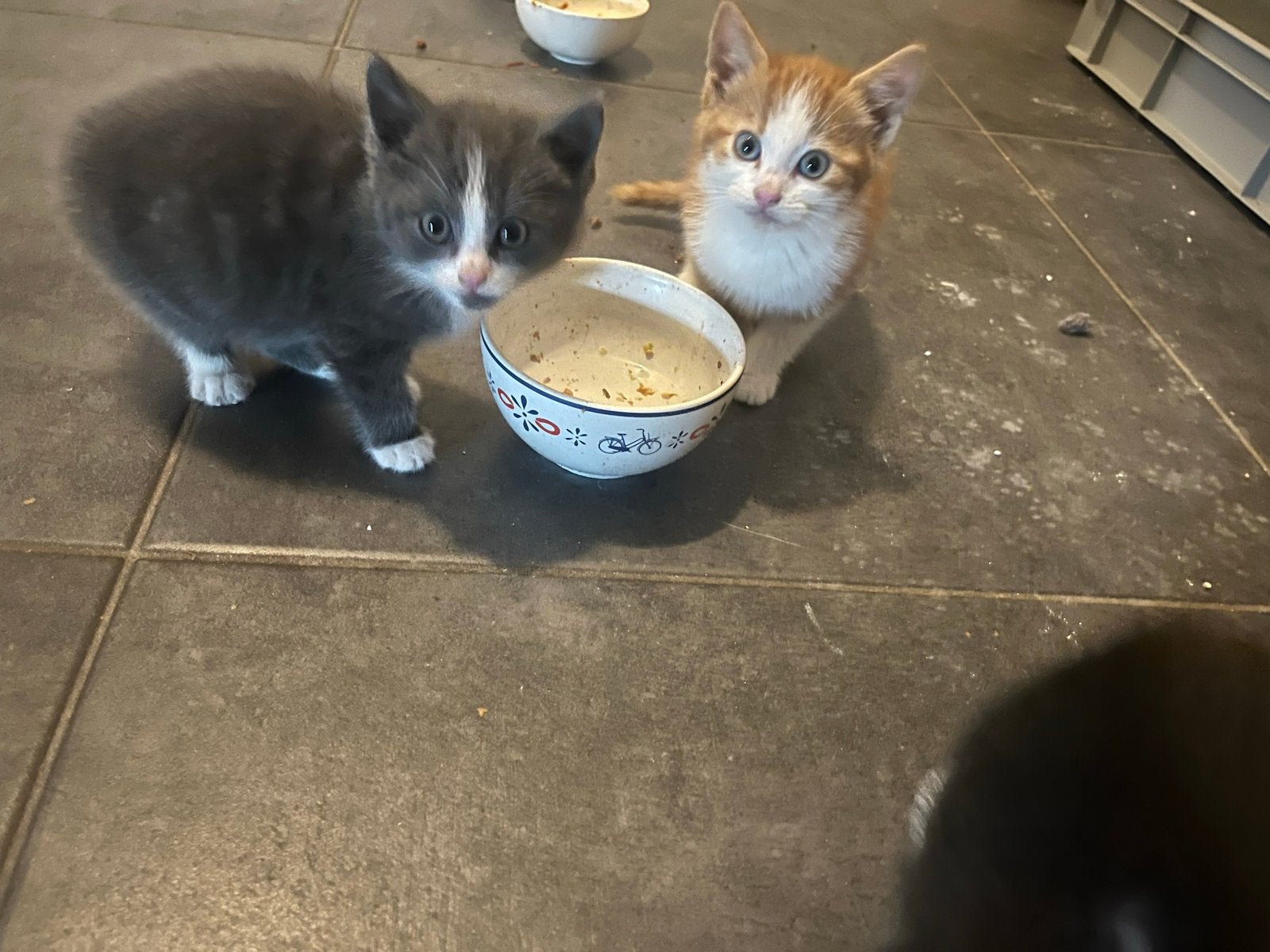 Kittens, Dieren en Toebehoren