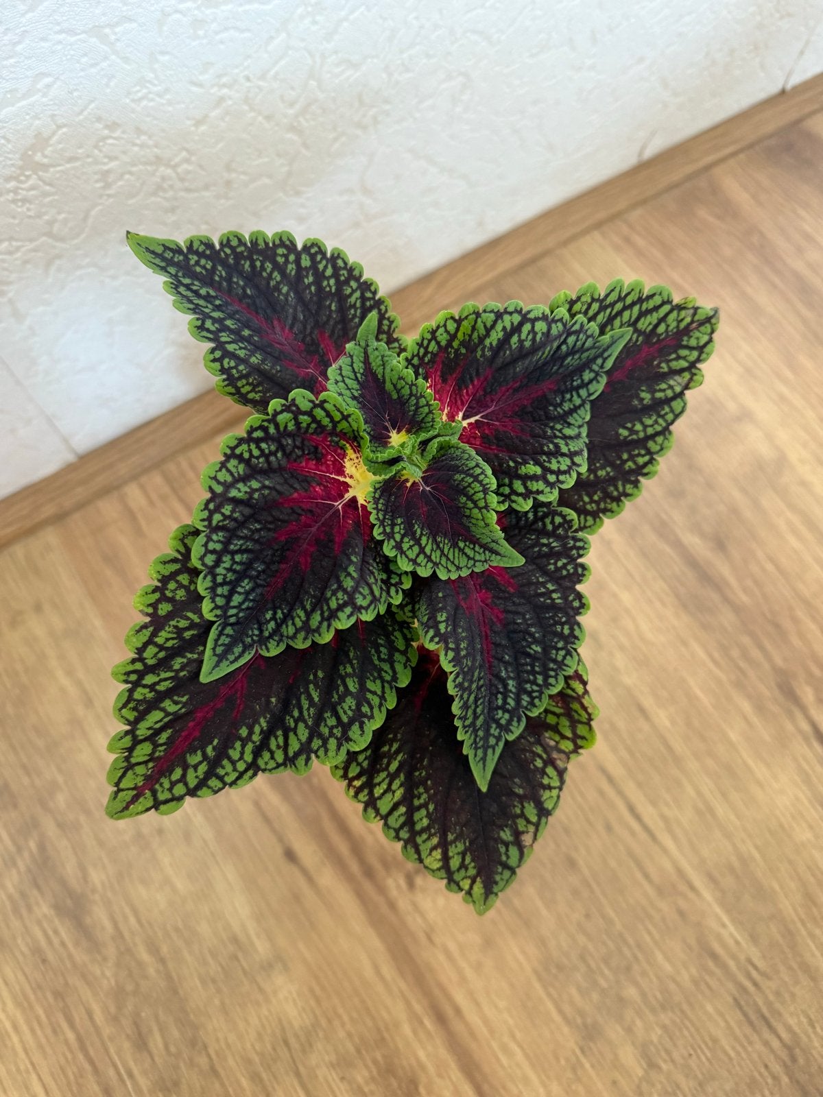 Kleurrijke Coleus plant - Ideaal voor binnen en buiten, Eenjarig, Bloeit niet, Halfschaduw, Ophalen