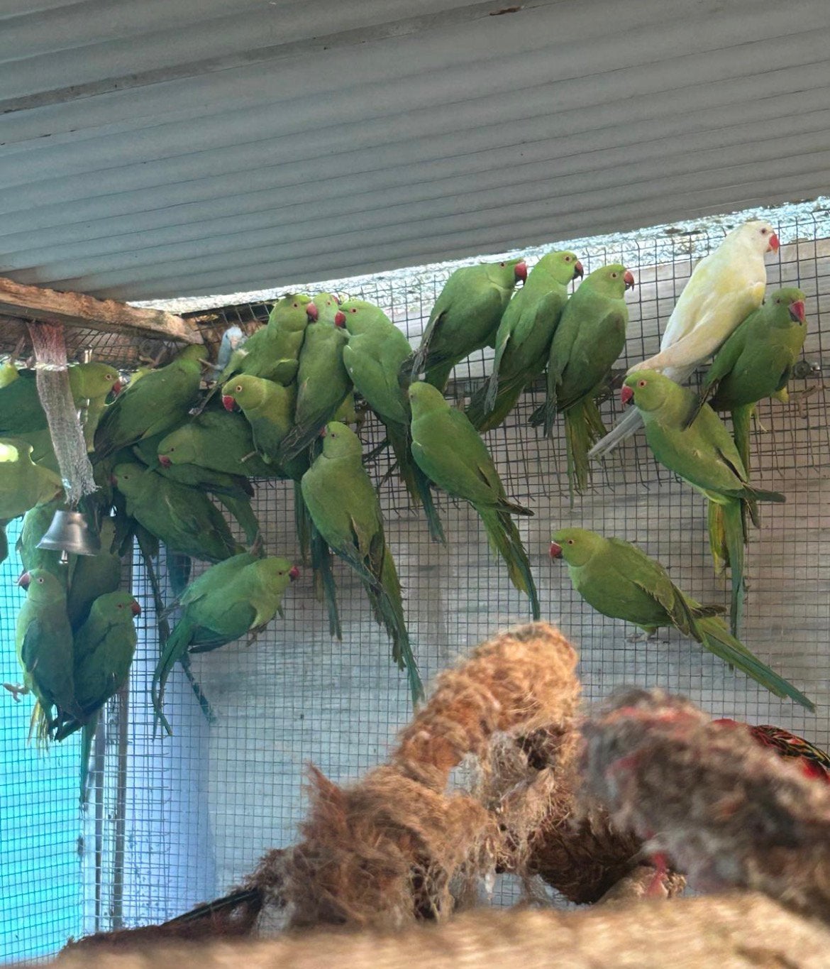 Mooie grote aatal halsband parkieten te koop!, Dieren en Toebehoren, Vogels | Parkieten en Papegaaien, Meerdere dieren, Parkiet