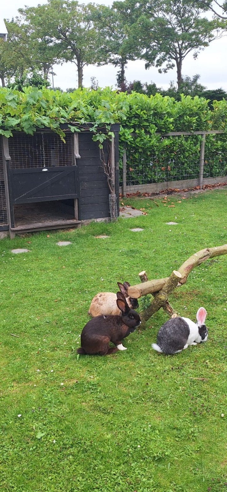 3 lieve vlaamse reus voedsters, Dieren en Toebehoren, Konijnen, Groot, Vrouwelijk, 0 tot 2 jaar